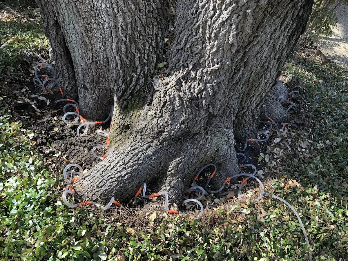Detailed Tree Cabling and Bracing job site in Fort Littleton