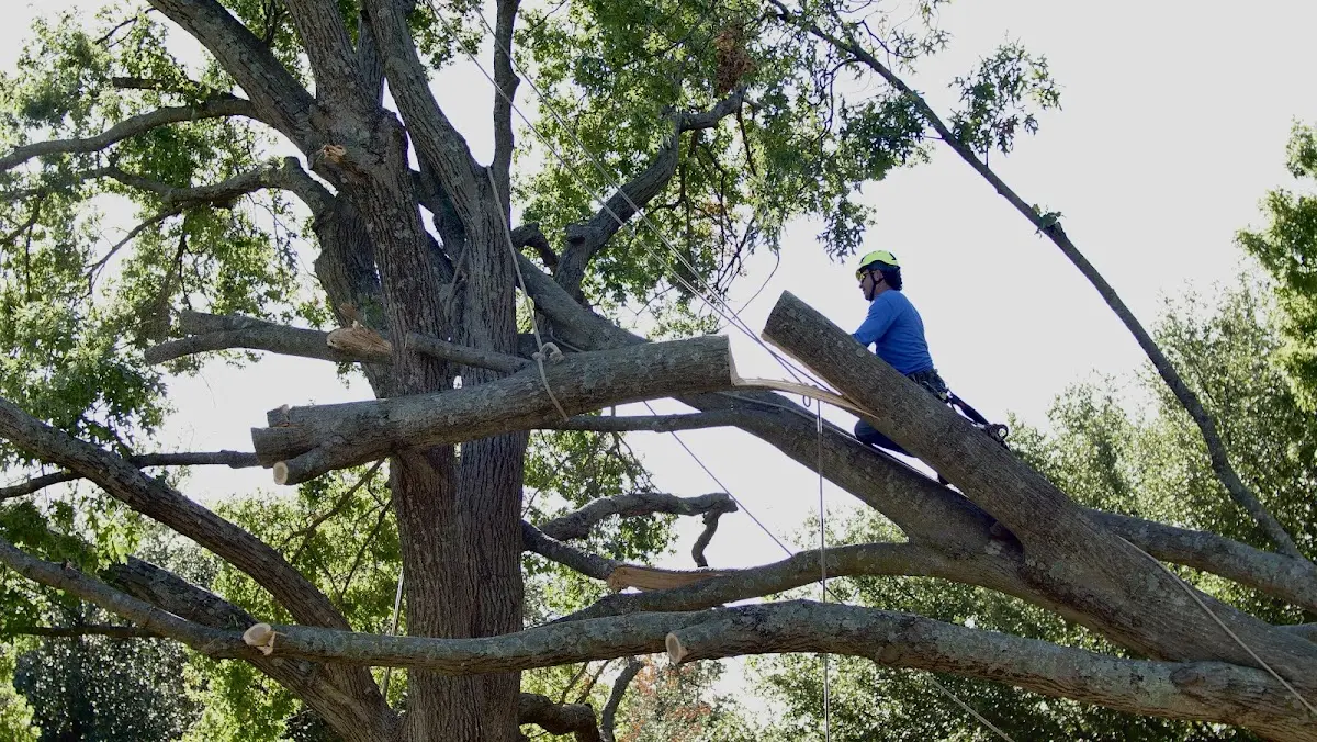 Professional Crown Thinning performed by certified arborists in Fort Littleton