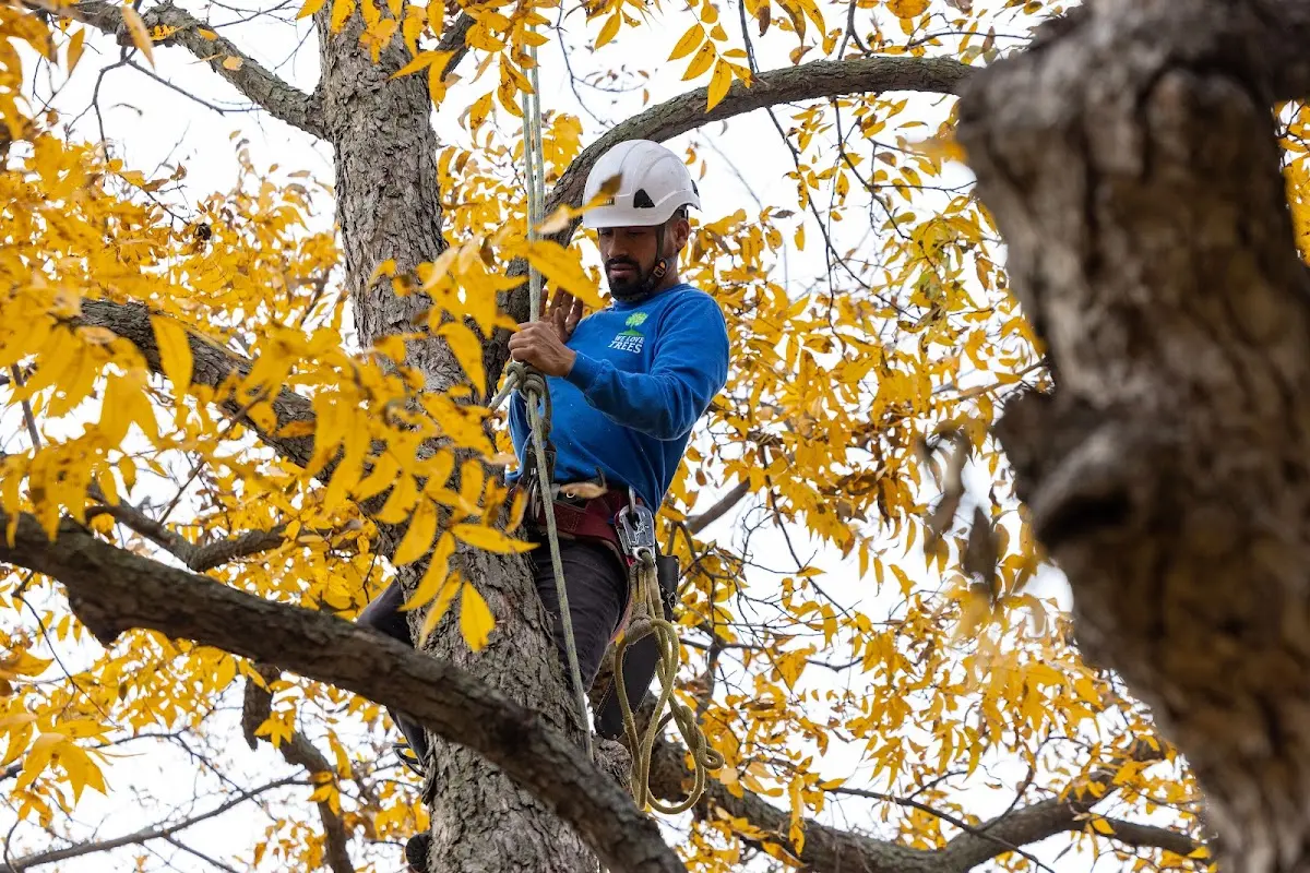 Skilled Tree Pruning crew working in Fort Littleton